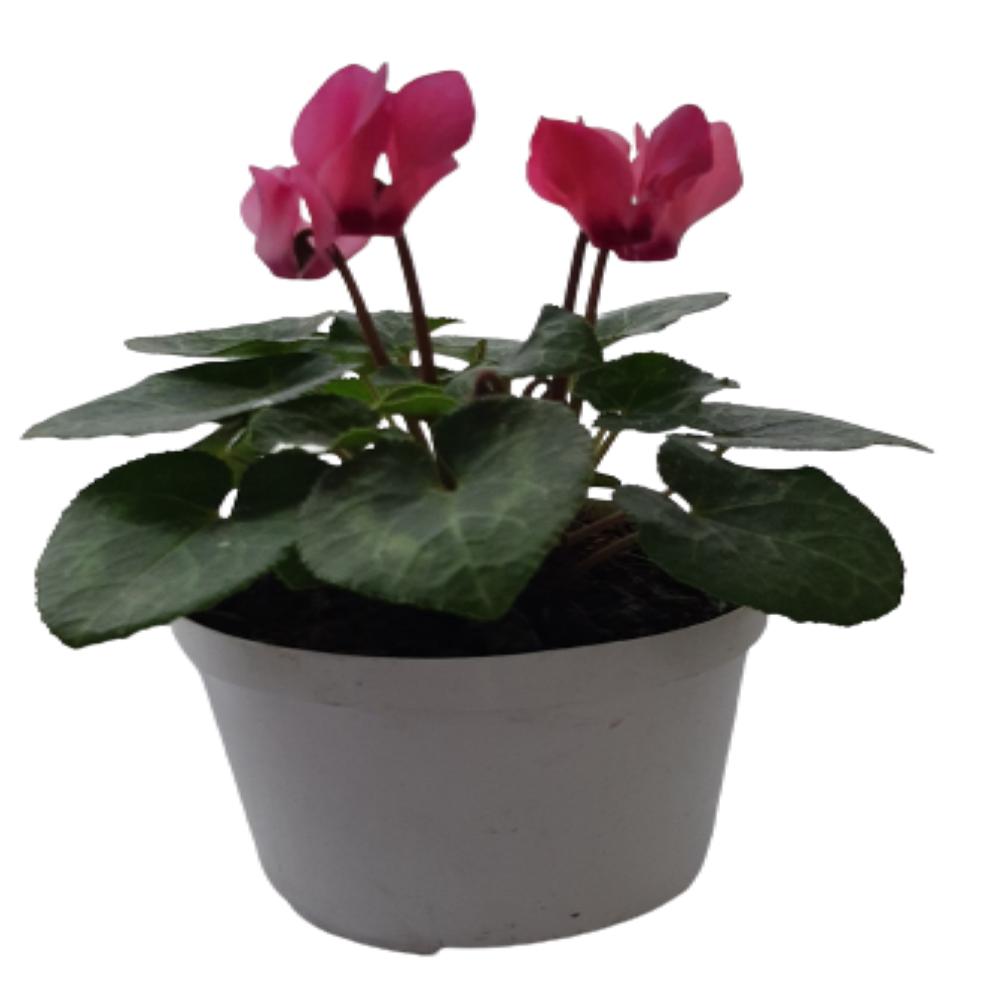 Planta Mini Violeta Con Base Plástica Negra | Éxito 