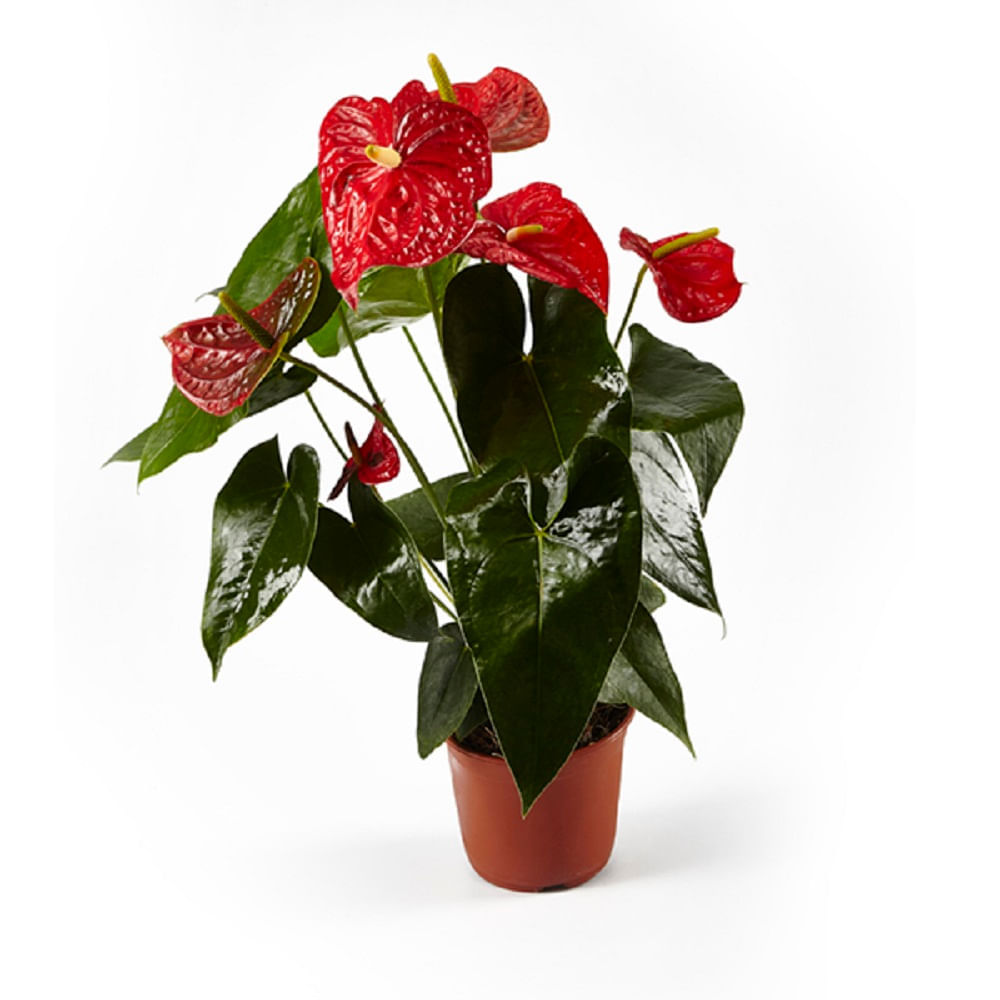 Anthurio Rojo img #1