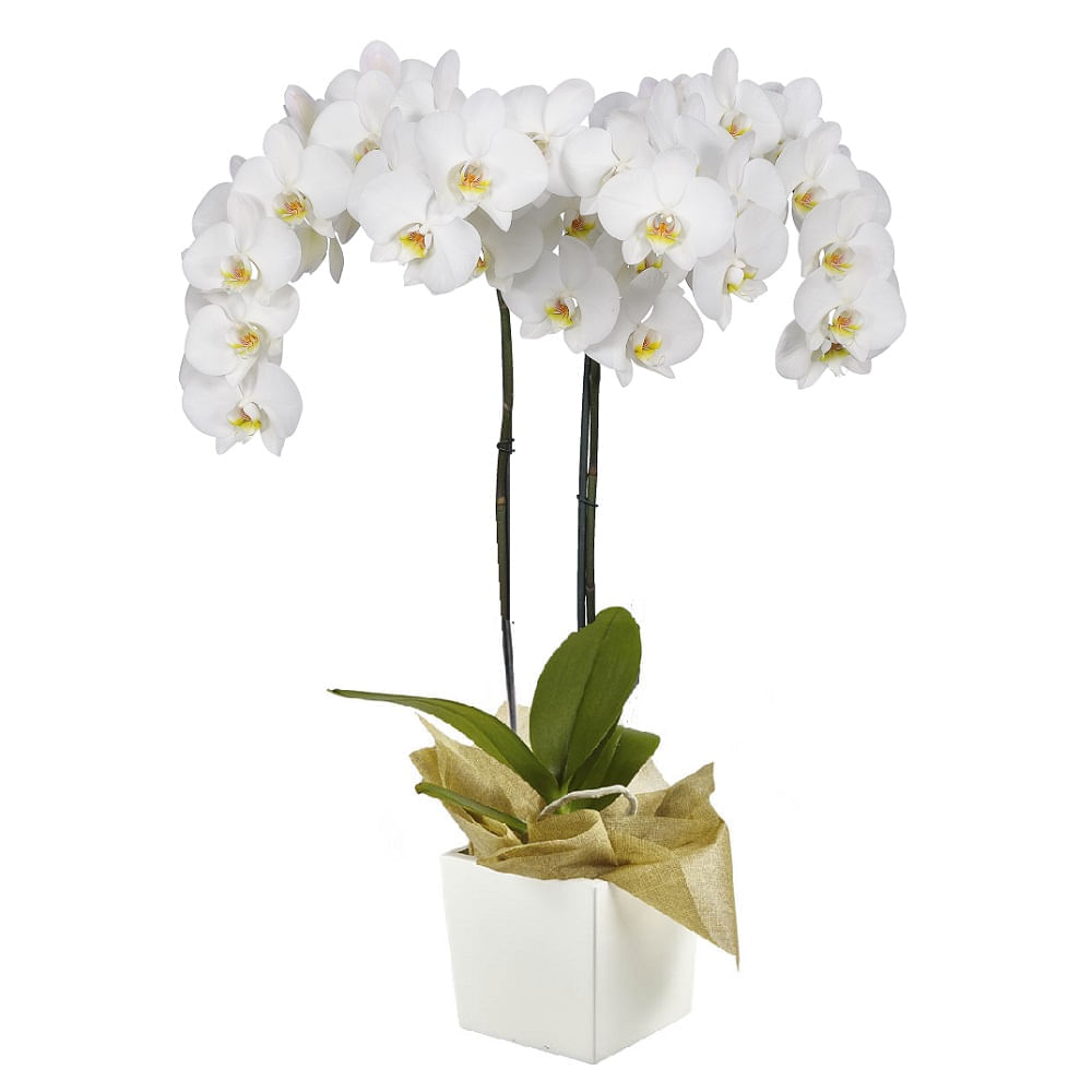 Orquídea 2 Varas pt Blanca img #1
