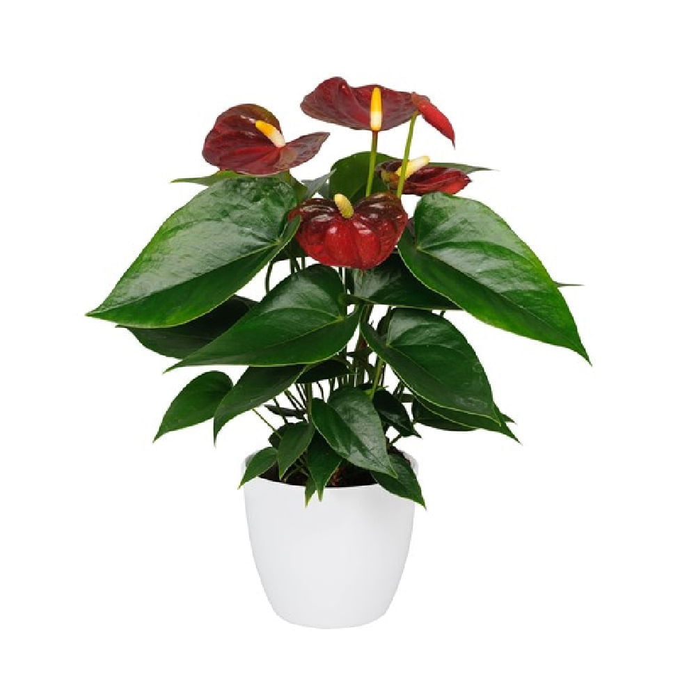 Anthurio Rojo img #1