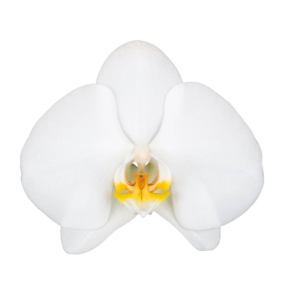 Orquídea 2 Varas pt Blanca img #2