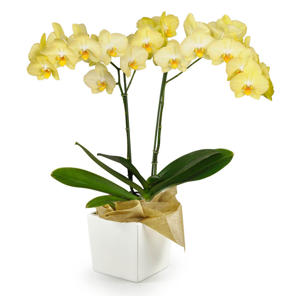 Orquídea 2 Varas pt Amarilla img #1