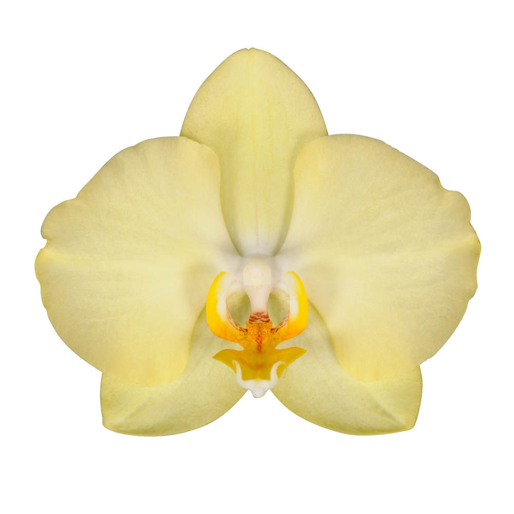 Orquídea 2 Varas pt Amarilla img #2