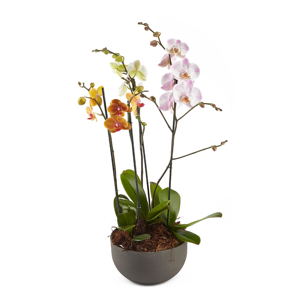 Canasta De Orquídeas img #1