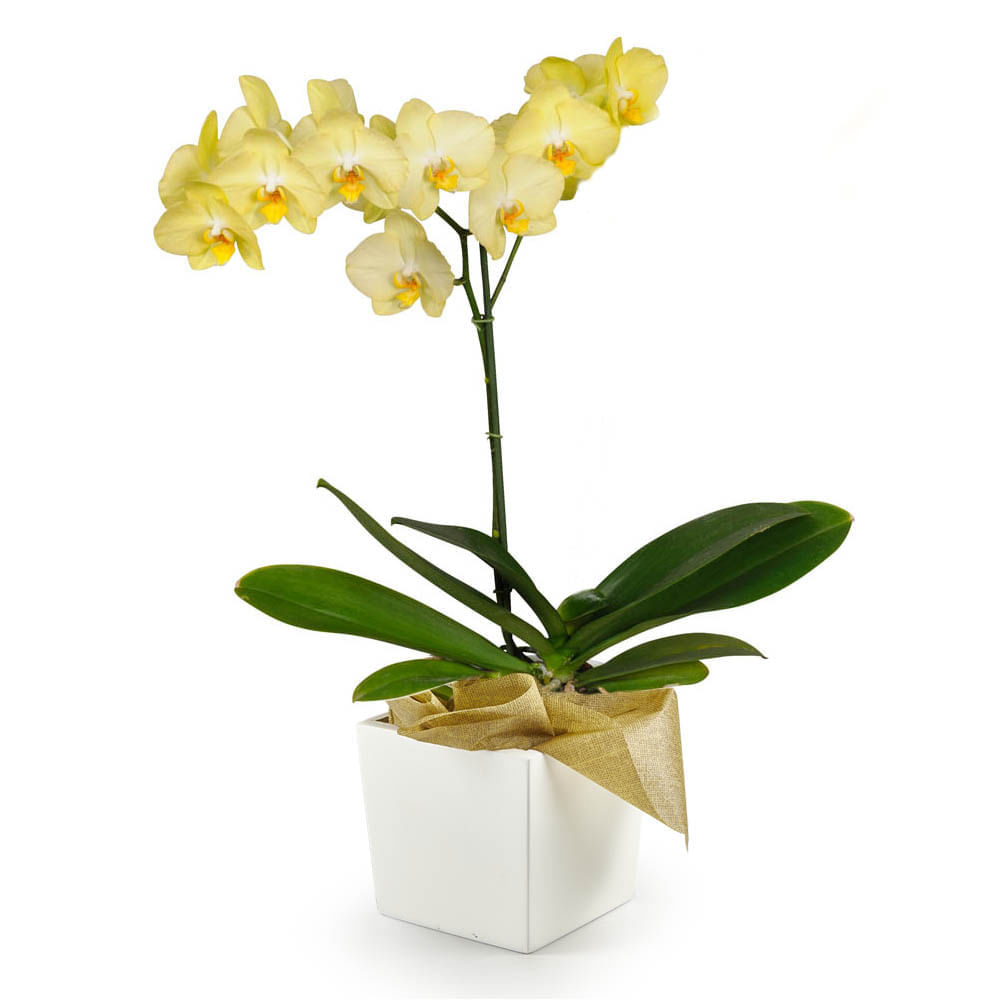 Orquídea 1 Vara pt Amarilla img #1