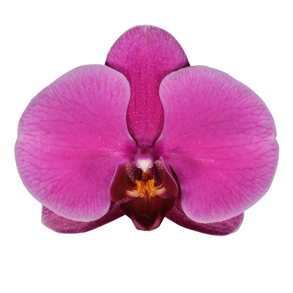 Orquídea 1 Vara pt Morada img #2