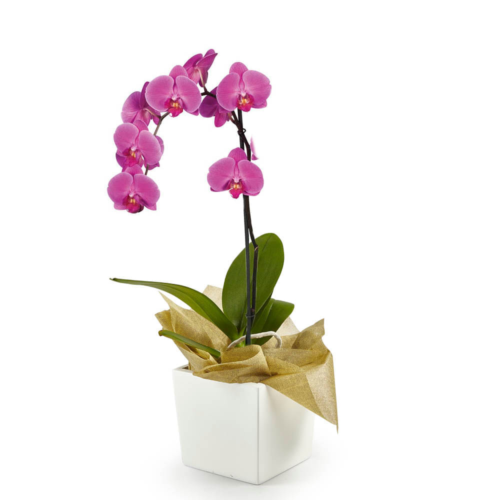 Orquídea 1 Vara pt Morada img #1