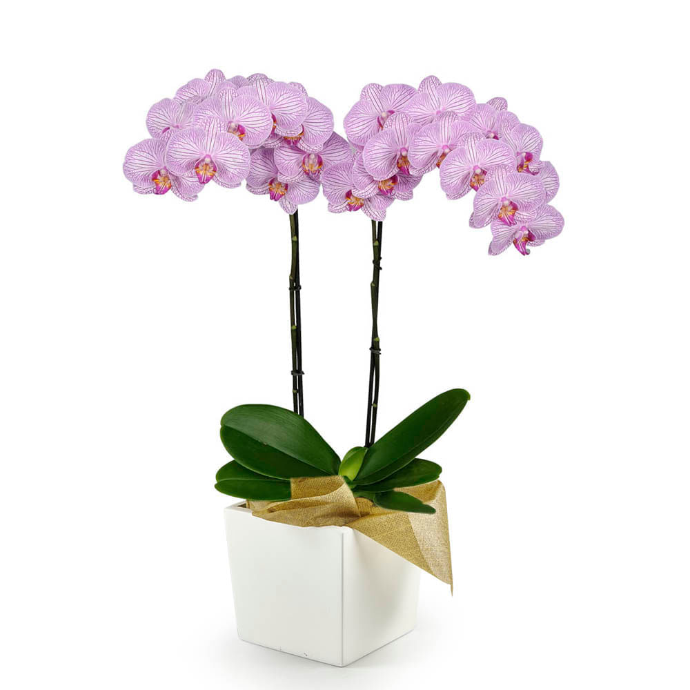 Orquídea 2 Varas de Mamá con Matera img #1