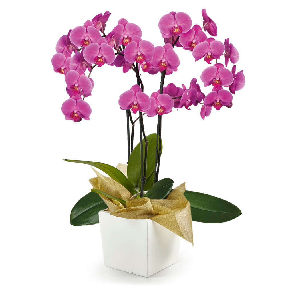 Orquídea 3 Varas Morada con Matera img #1