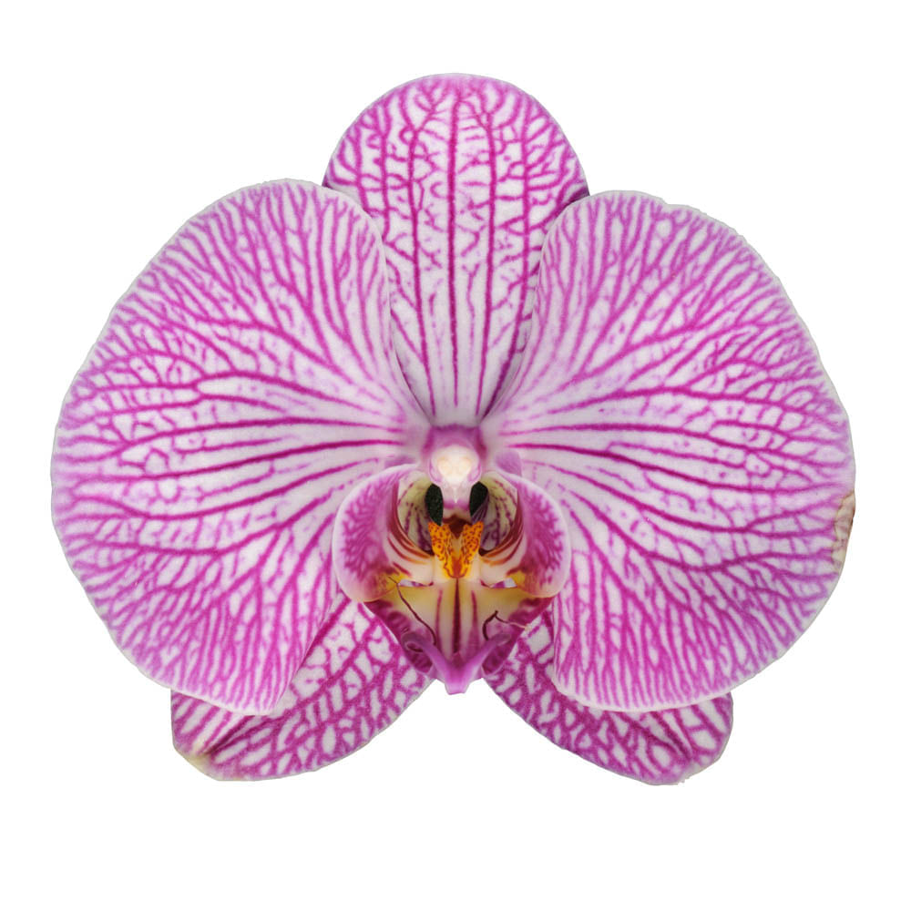 Orquídea 2 Varas de Mamá con Matera img #2
