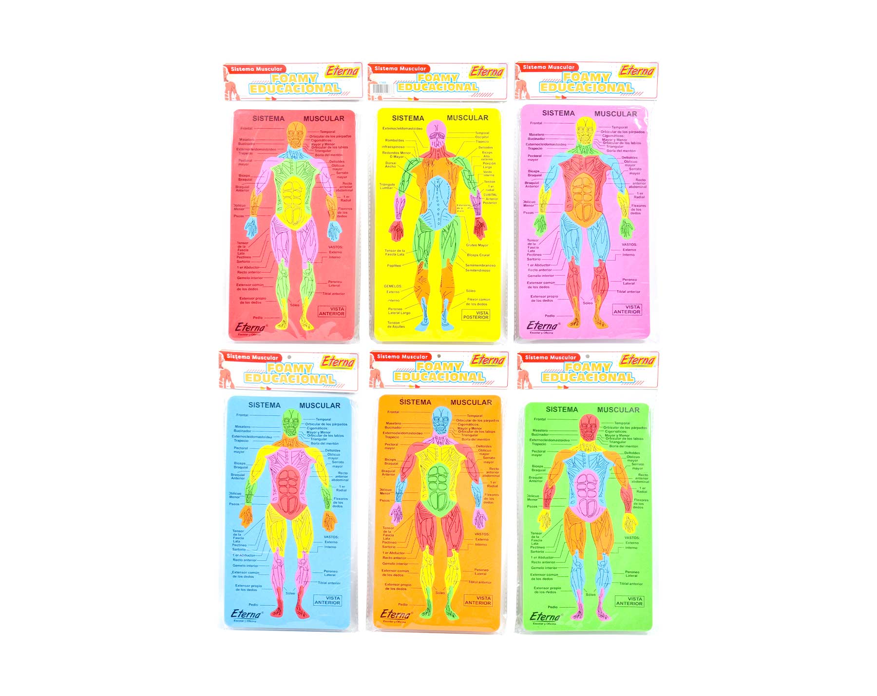 Sistema Muscular Foamy Educacional  Eterna img #1