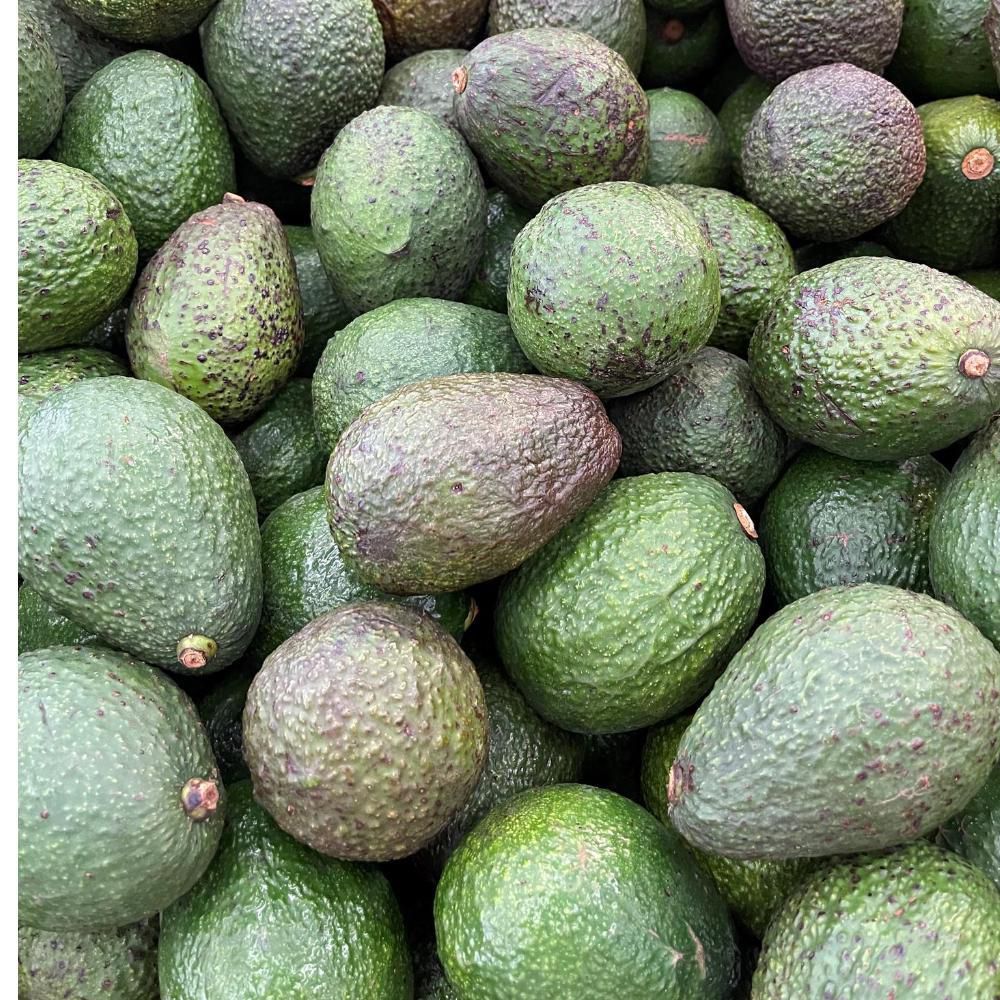 Aguacate Hass  1  und img #2