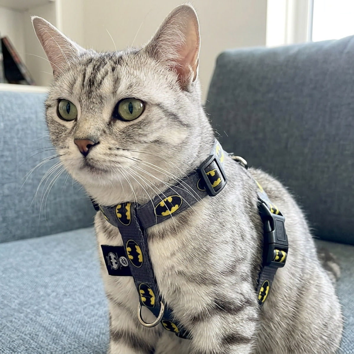 Arnes para Mascota  Batman img #5
