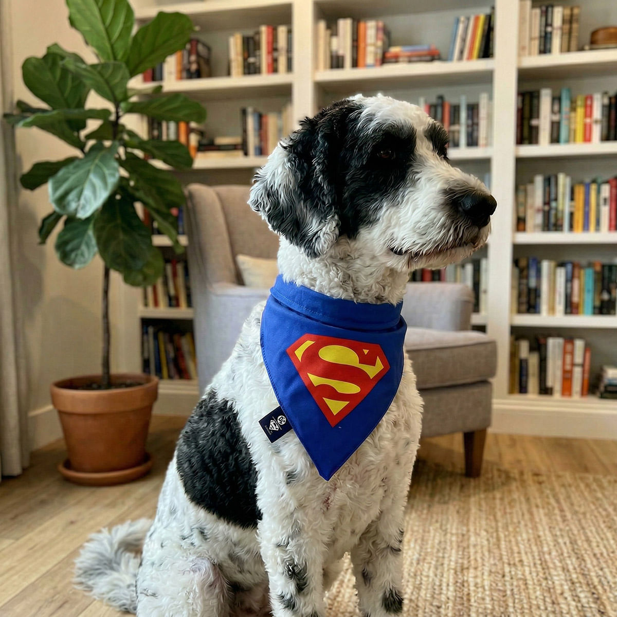 Pañoleta Collar para Mascota  Superman img #5