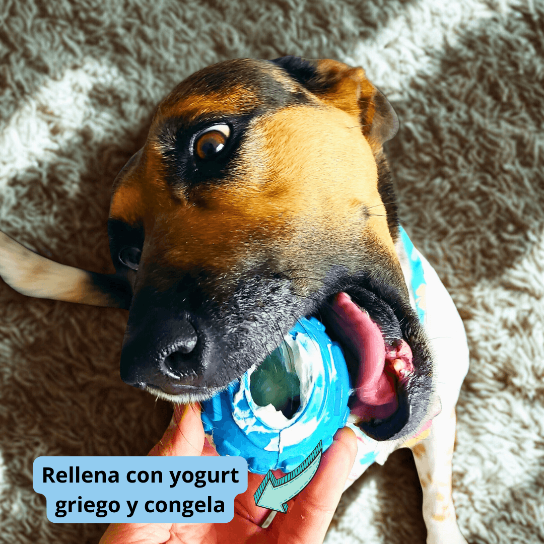 Kit Juguetes Para Perro: 2 Peluches + Pelota Resistente img #5