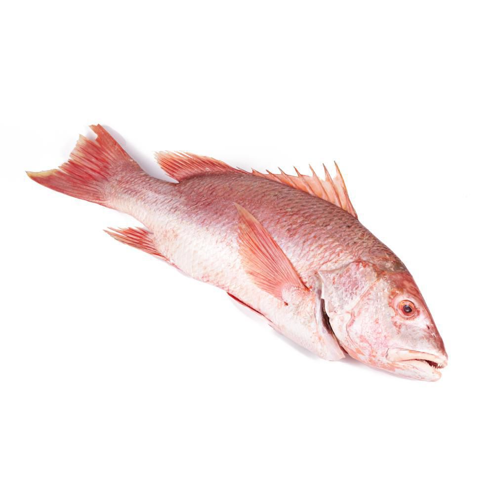 Pargo rojo  mediano img #1