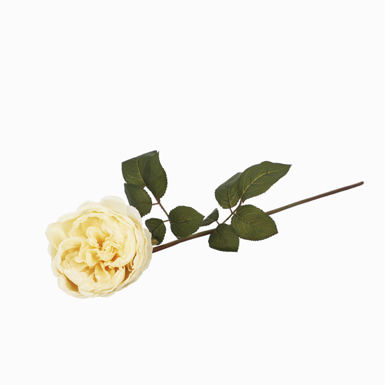 Rosa Peonia Crema img #1