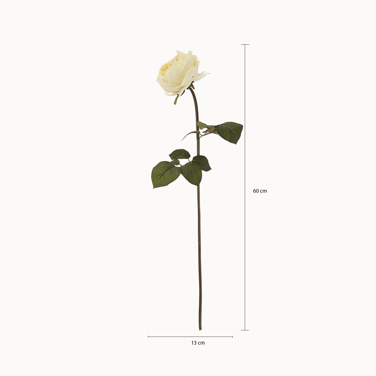 Rosa Peonia Crema img #2