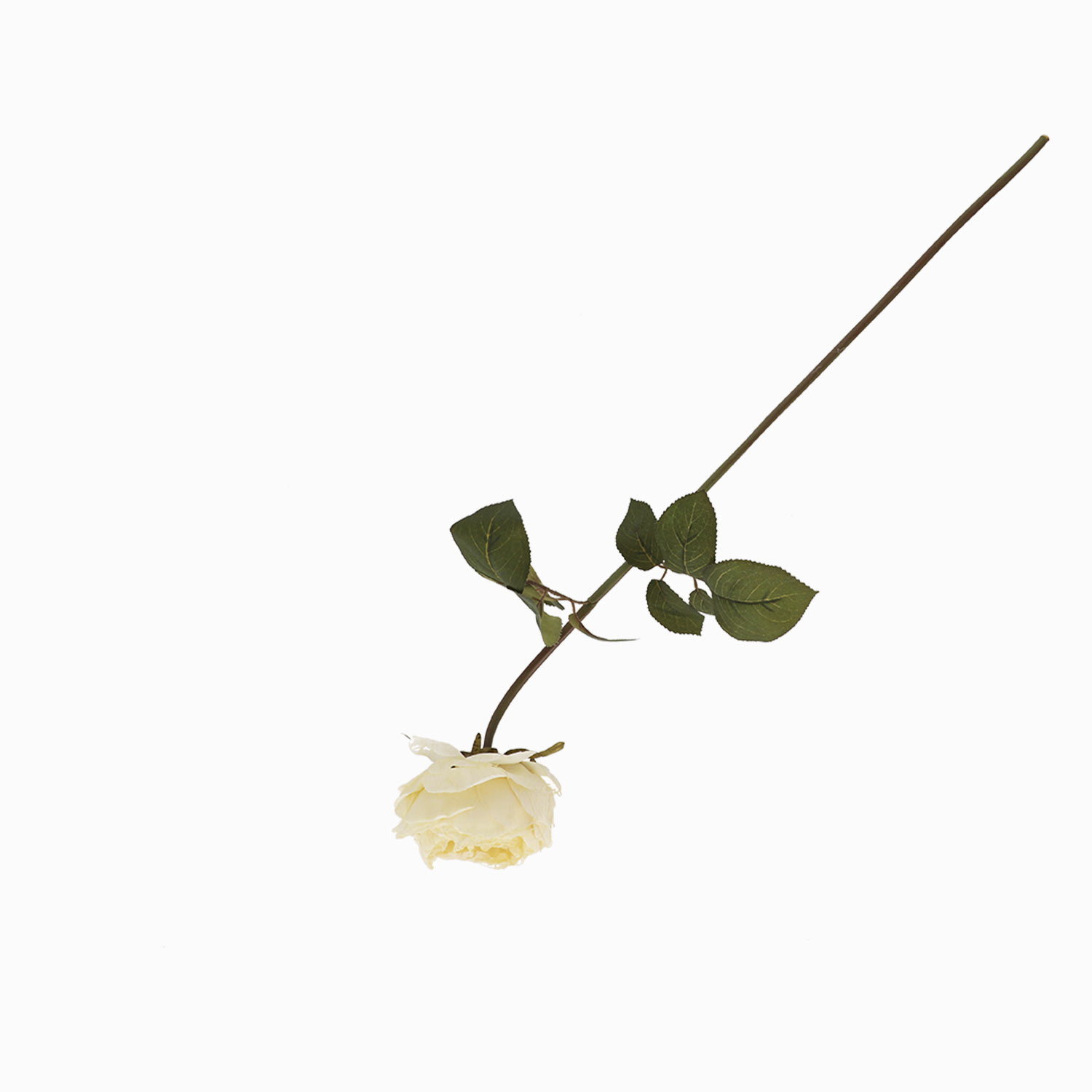 Rosa Peonia Crema img #3