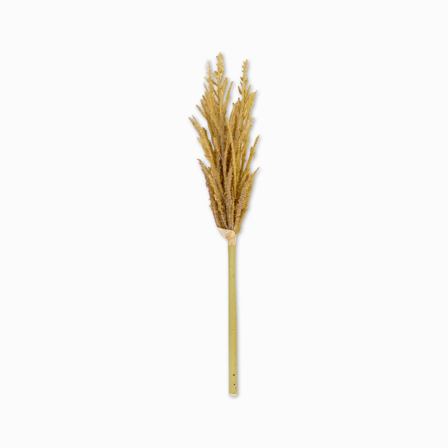 Miscanto 35cm img #1