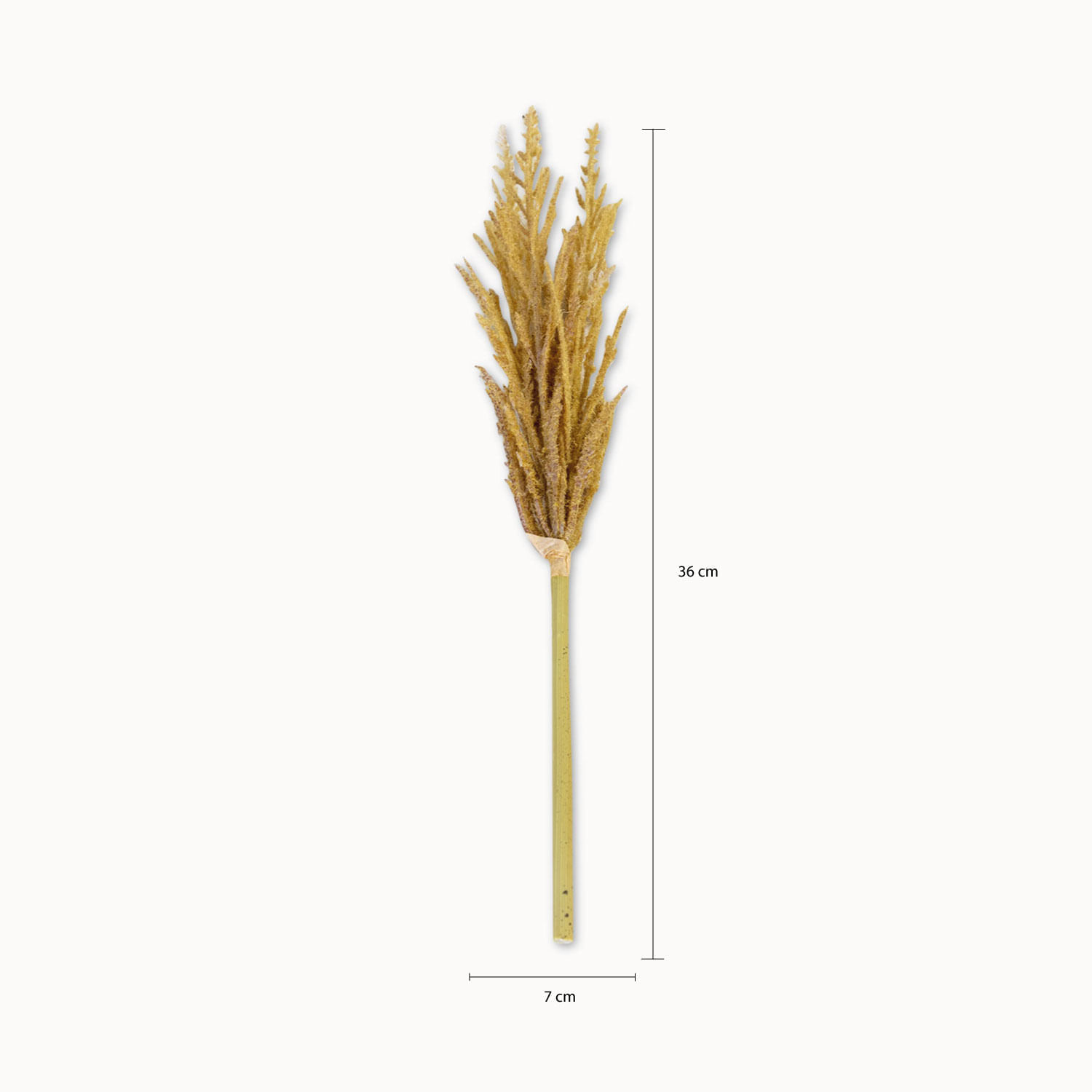 Miscanto 35cm img #2