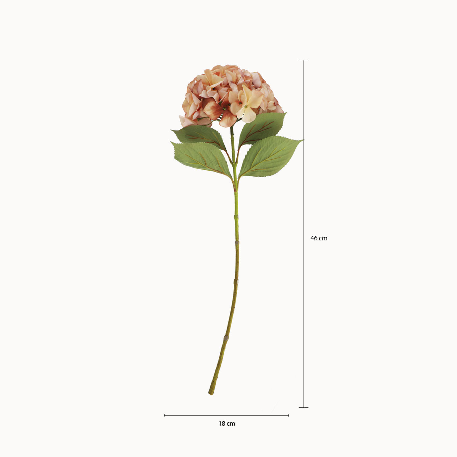 Hortensia Durazno img #2