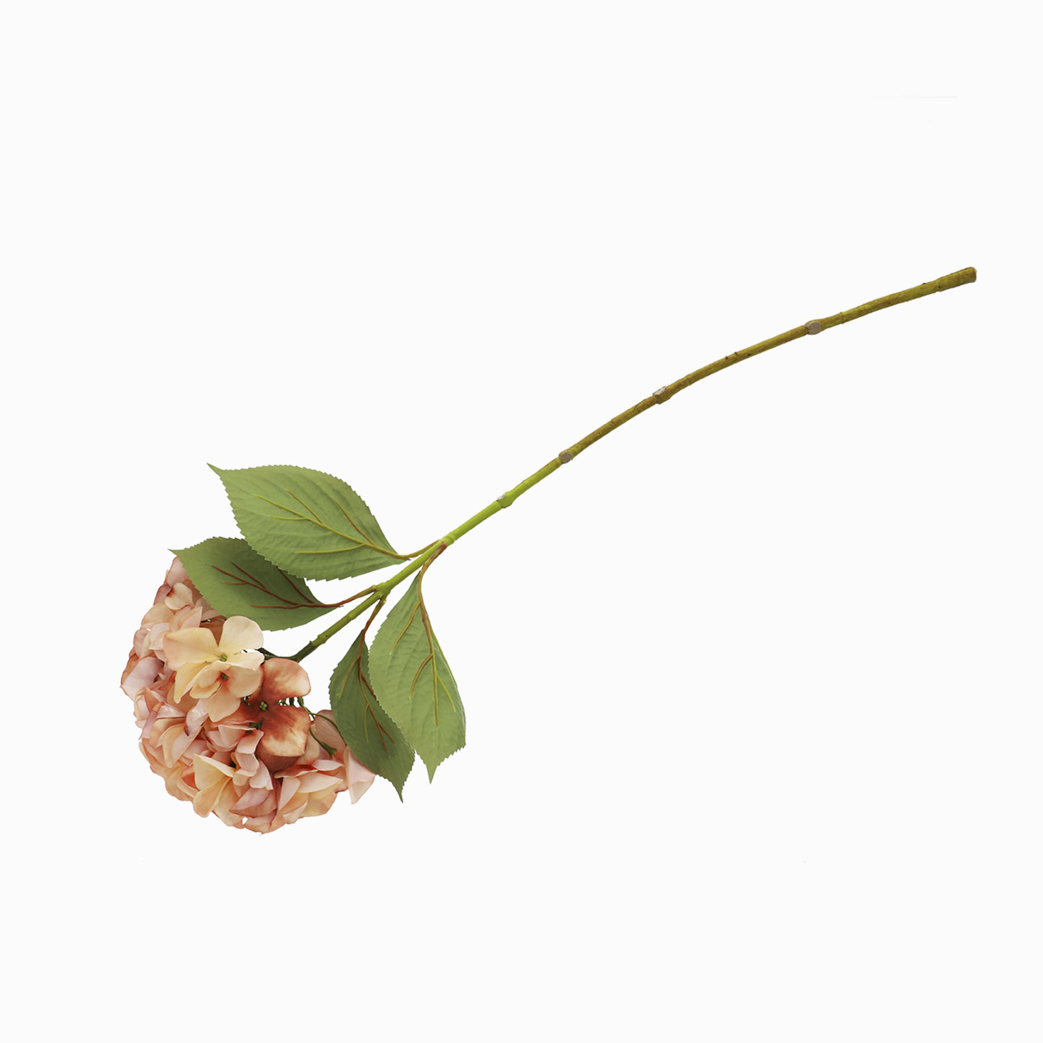 Hortensia Durazno img #3