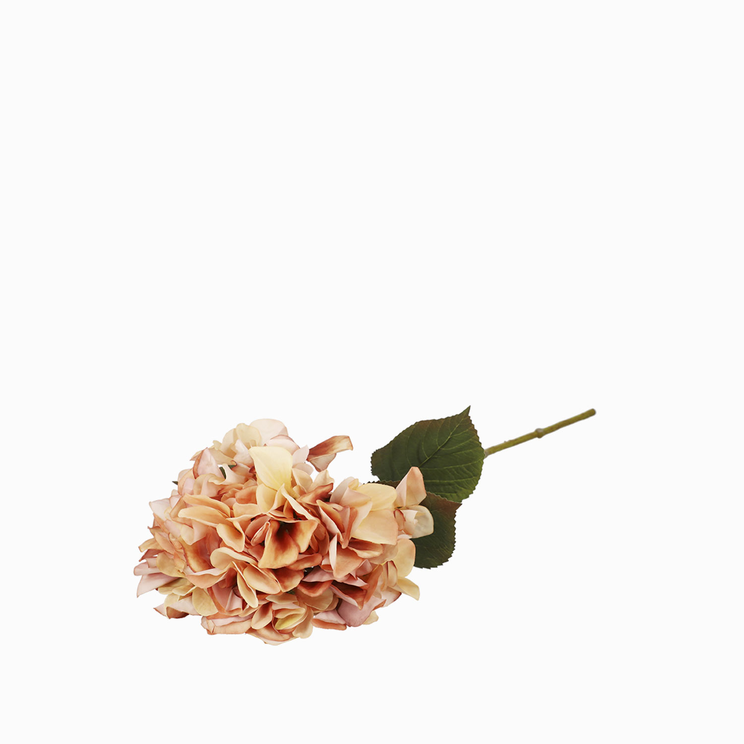 Hortensia Durazno img #1
