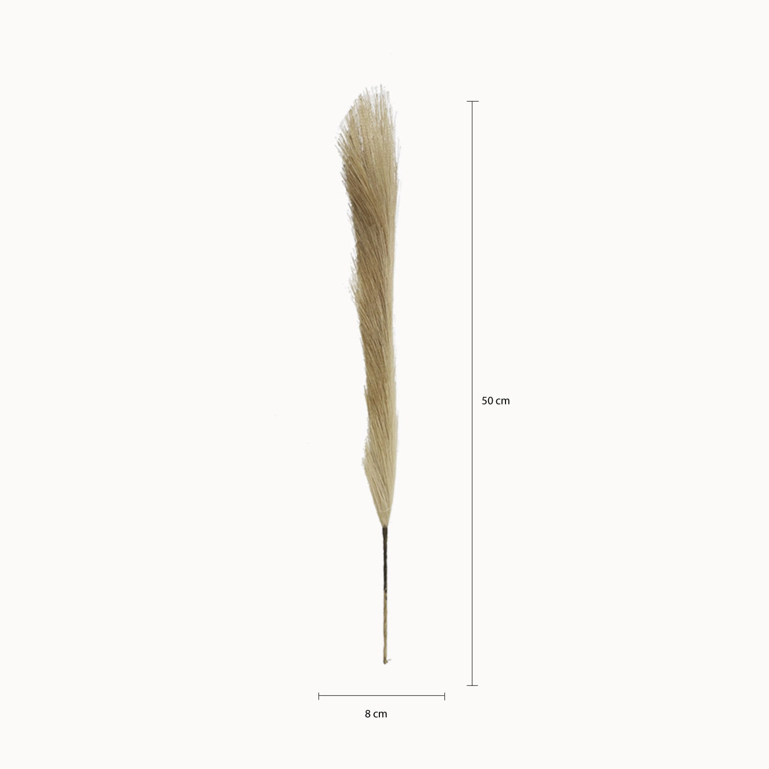 Hierba de Pampas img #2