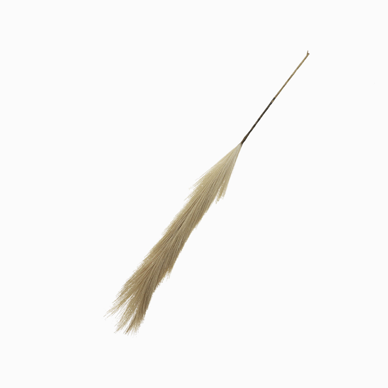 Hierba de Pampas img #1