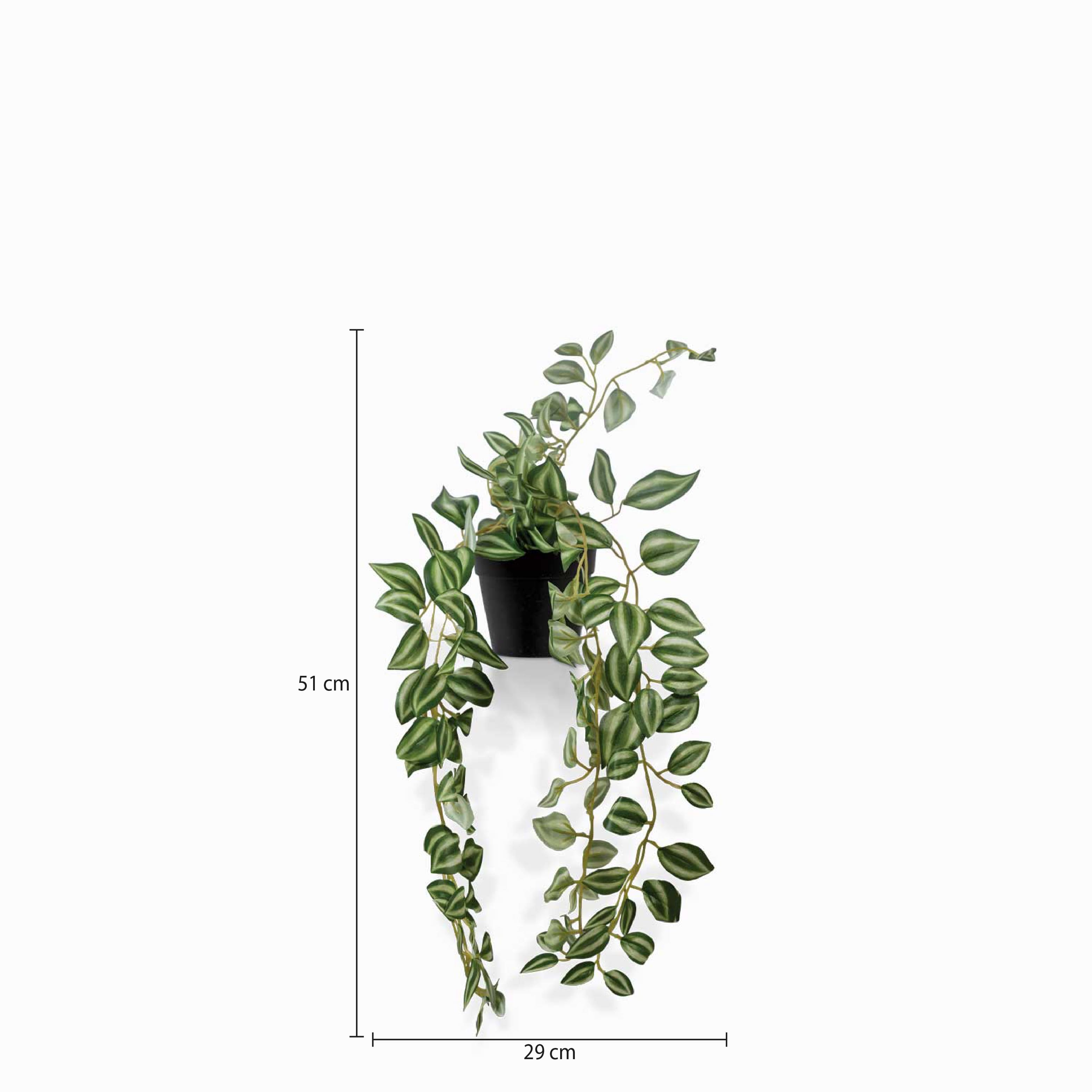 Planta Cantia img #2