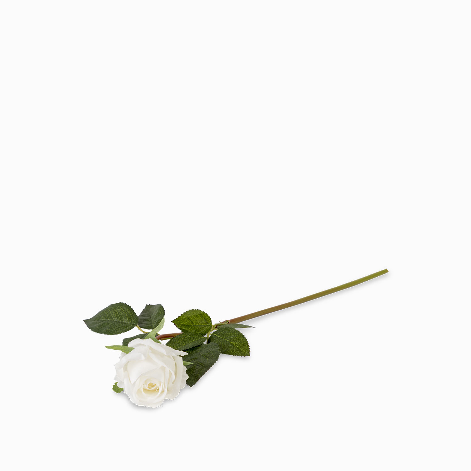 Rosa blanca 43cm img #1
