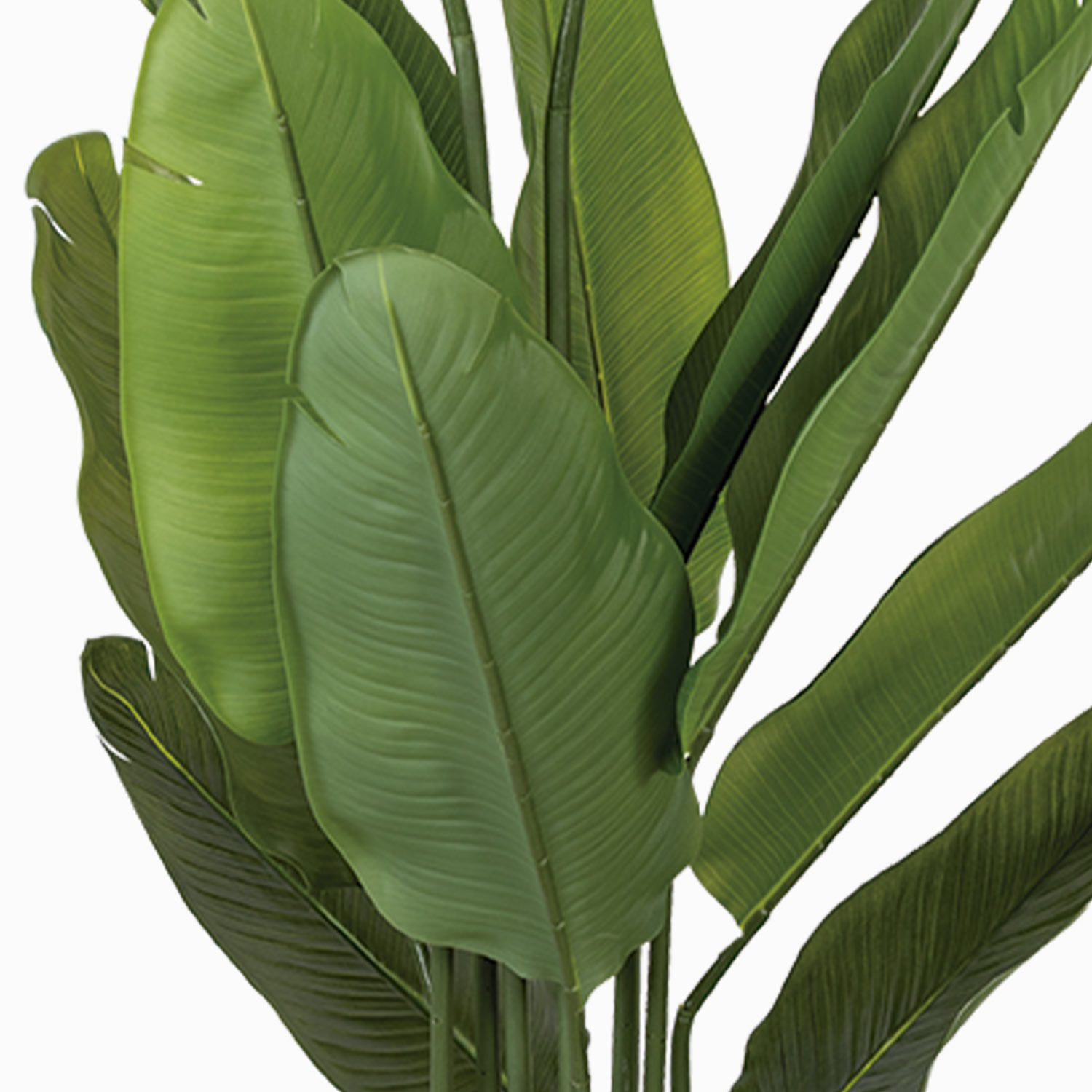 Planta Paraíso img #2