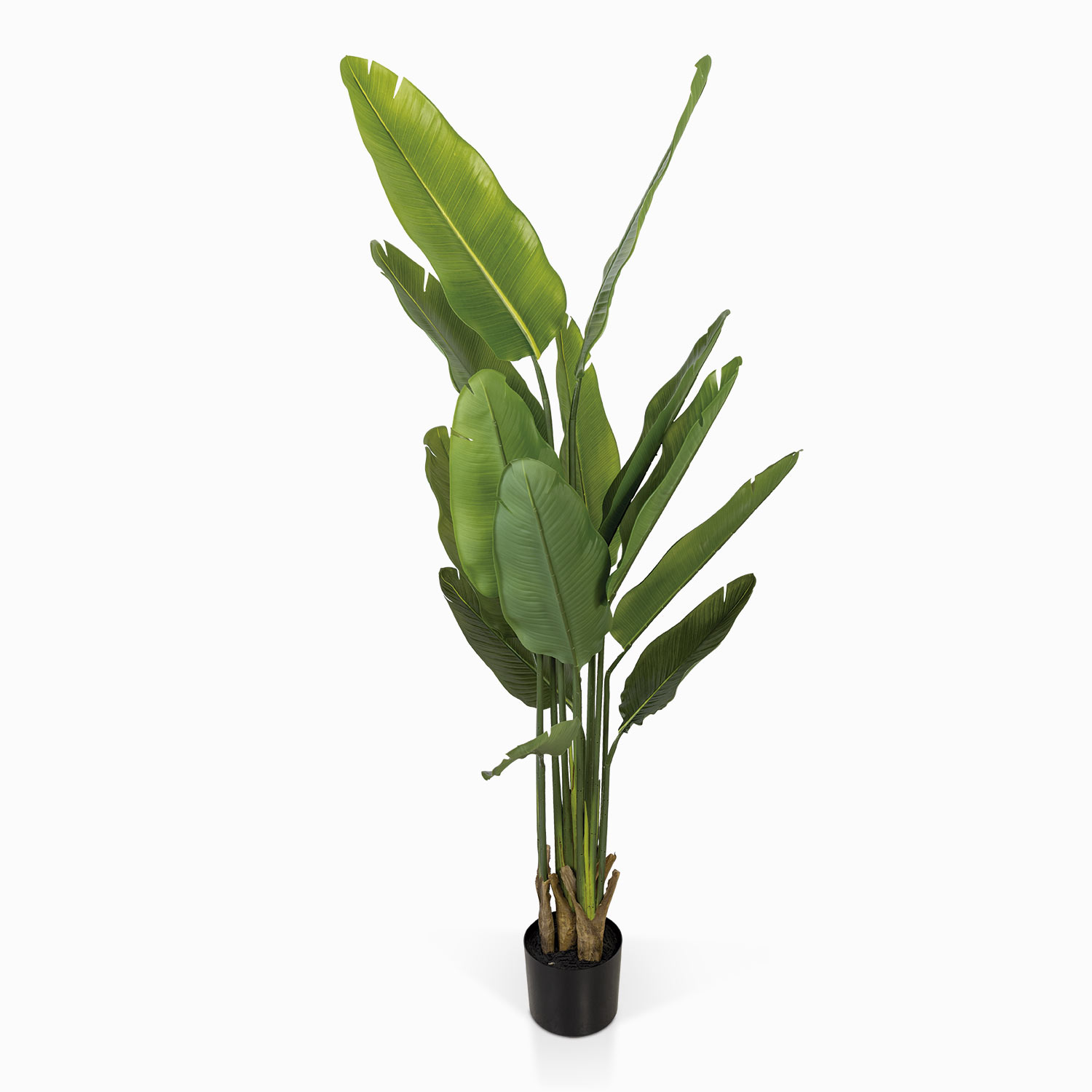 Planta Paraíso img #1