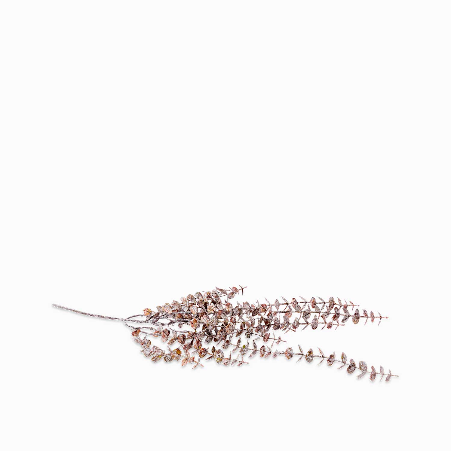 Eucalipto café 76cm img #1