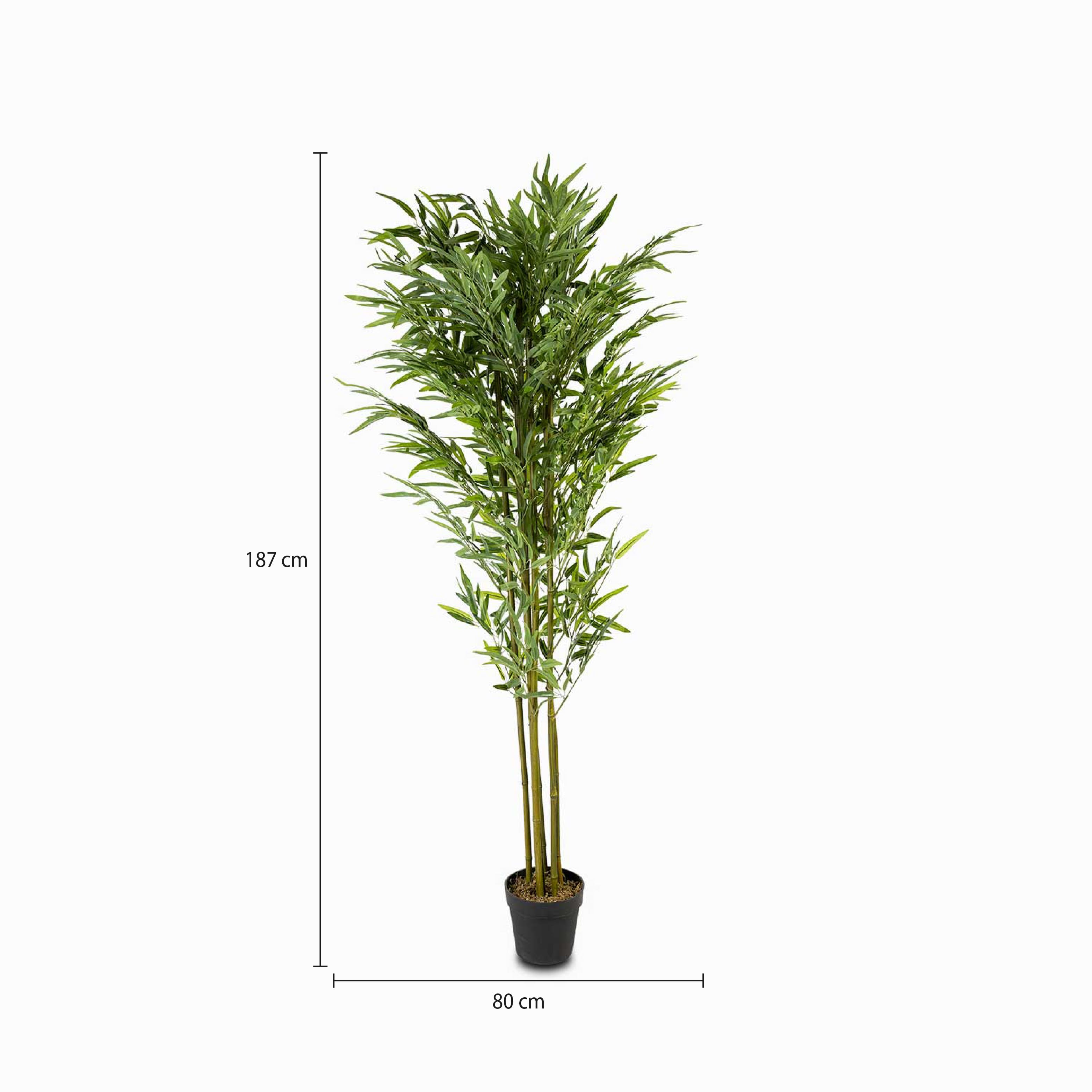 Planta Bambú img #2