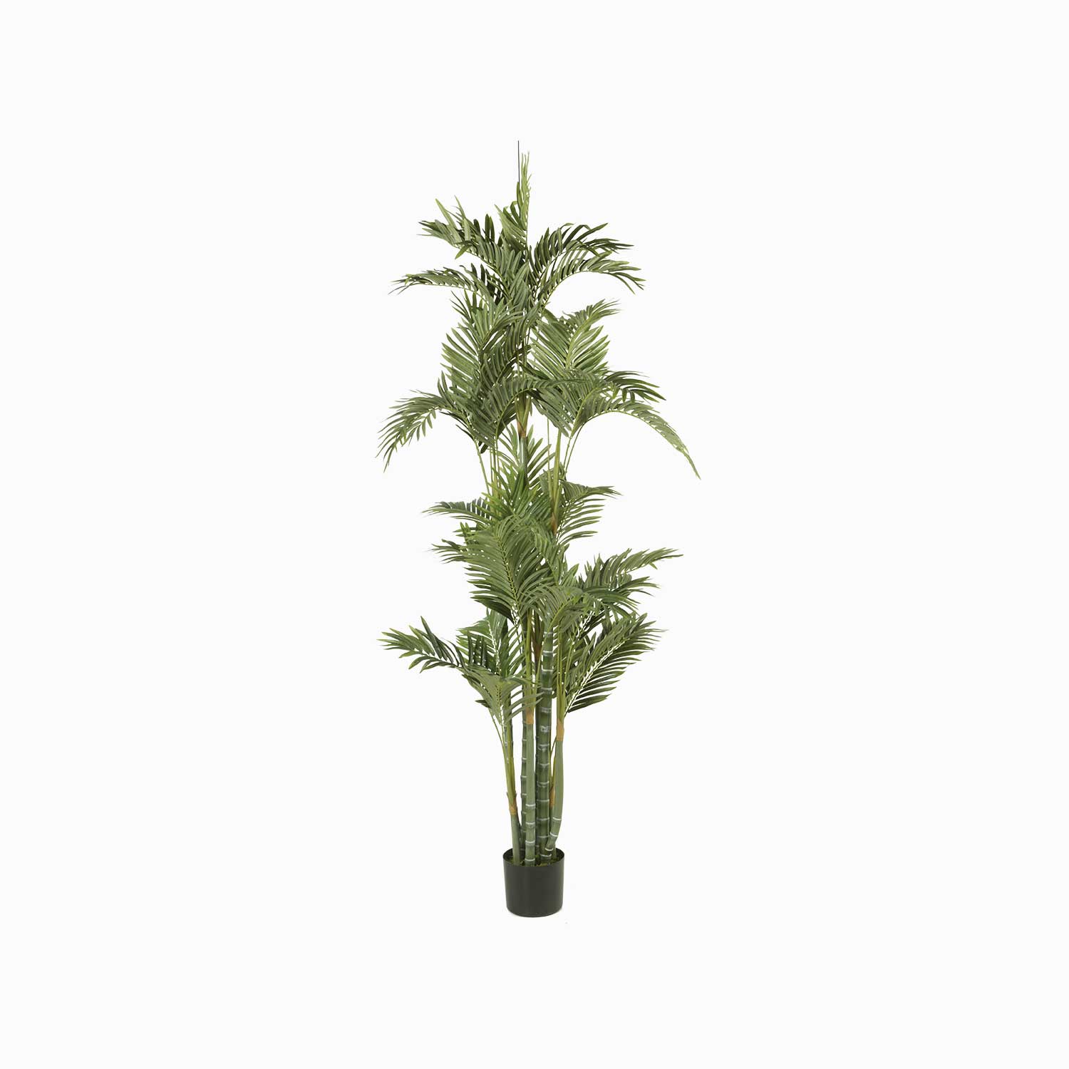 Palmera Dorada Ornamental img #1