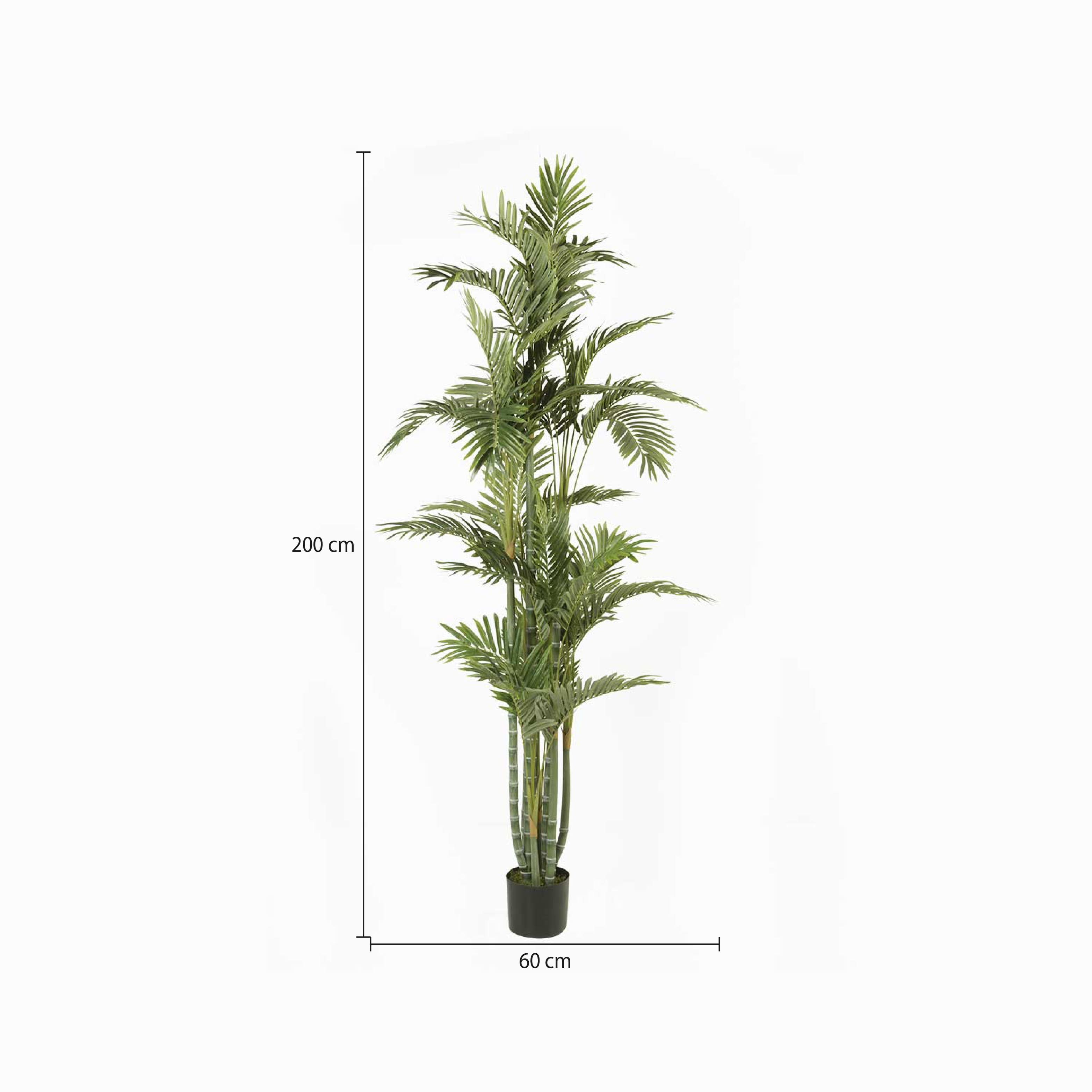 Palmera Dorada Ornamental img #2