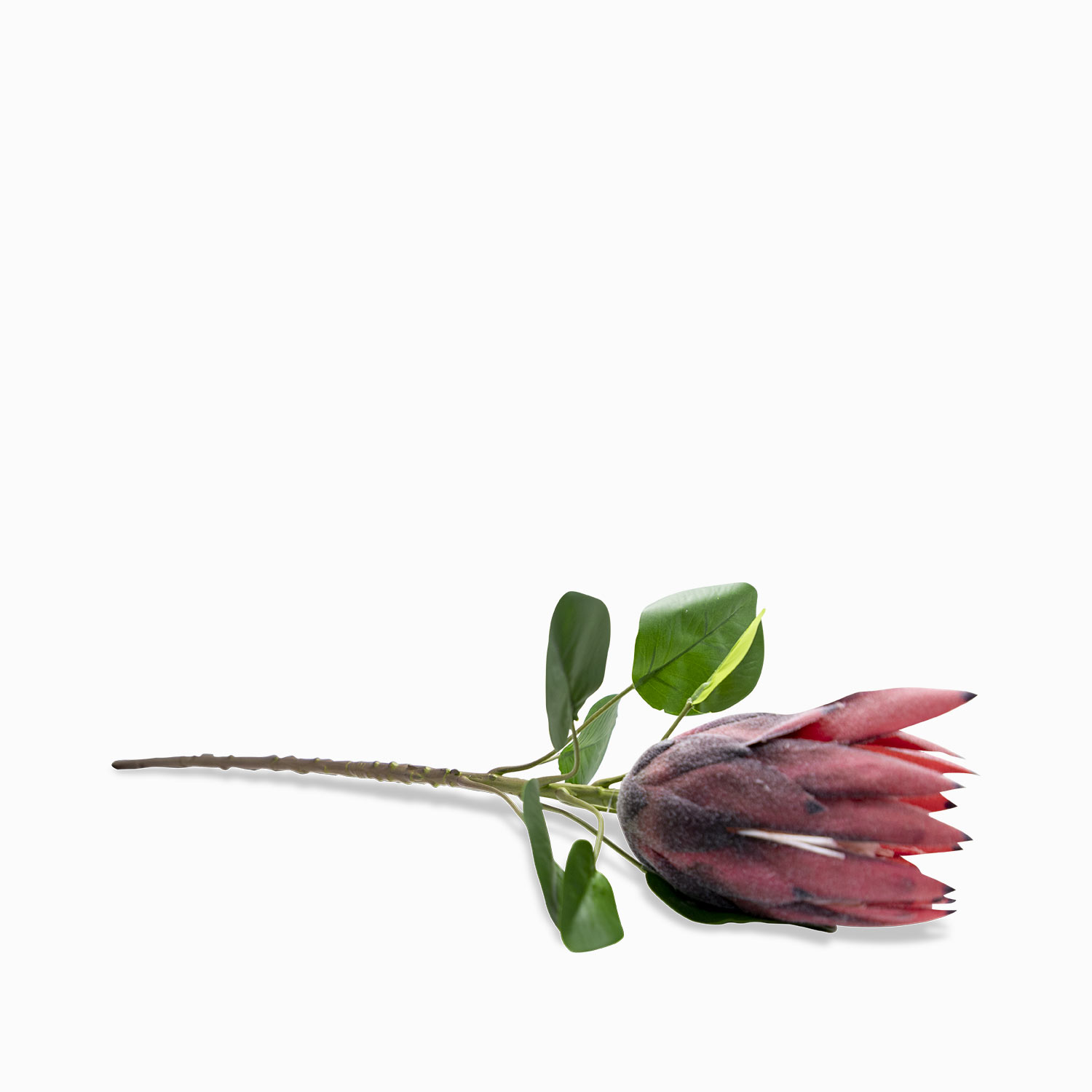 Flor protea img #3