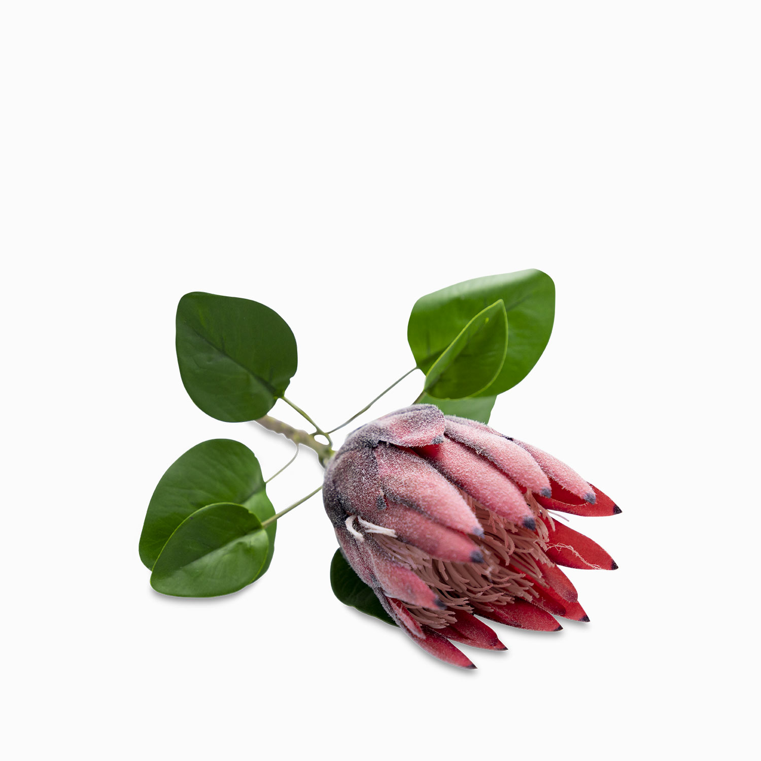 Flor protea img #4