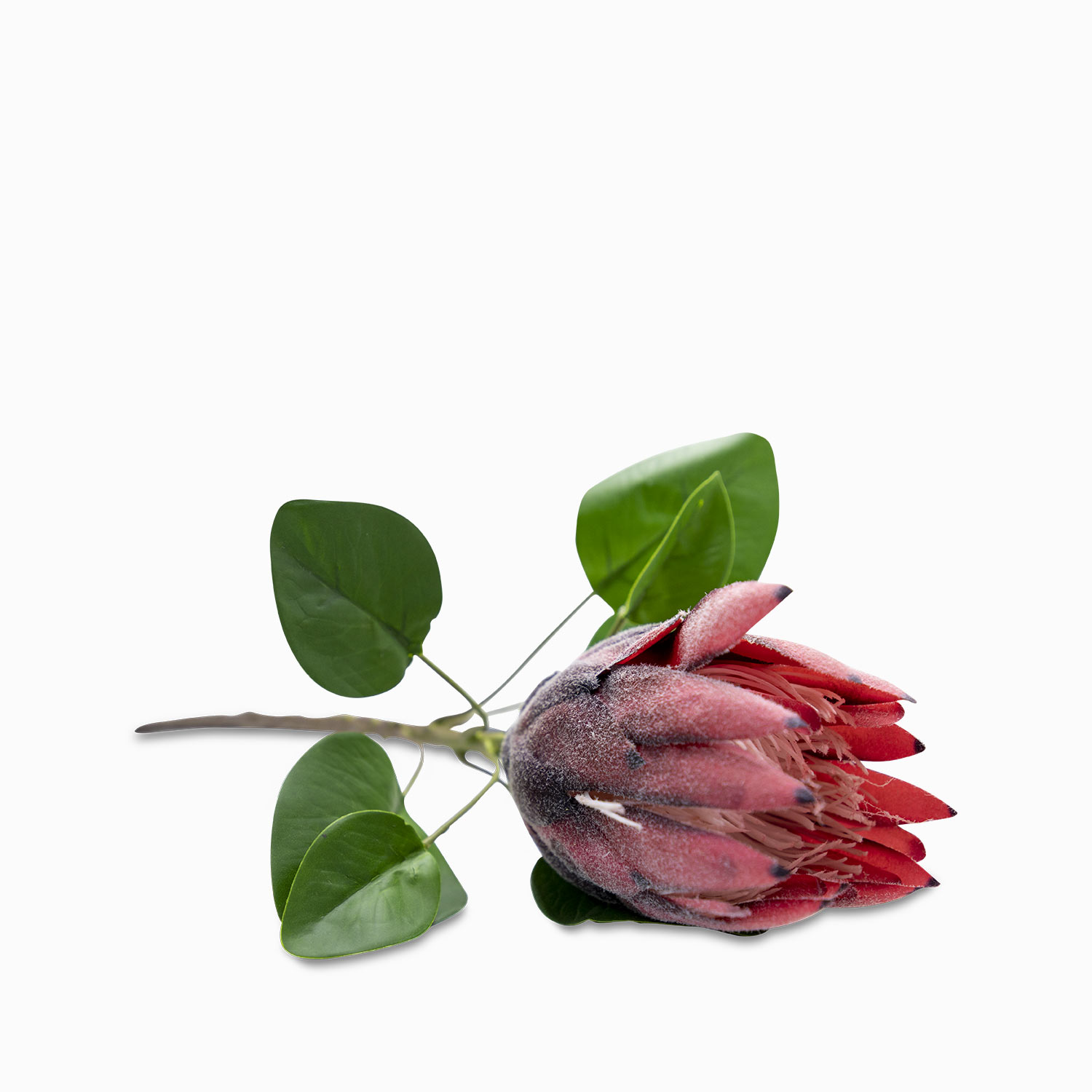 Flor protea img #1