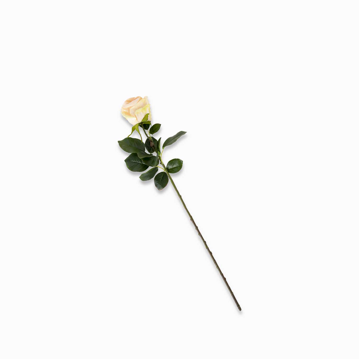 Rosa color durazno img #3
