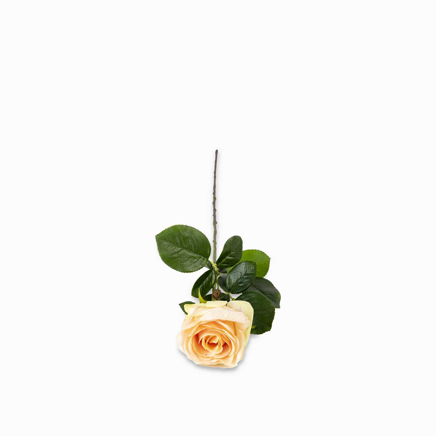 Rosa color durazno img #1