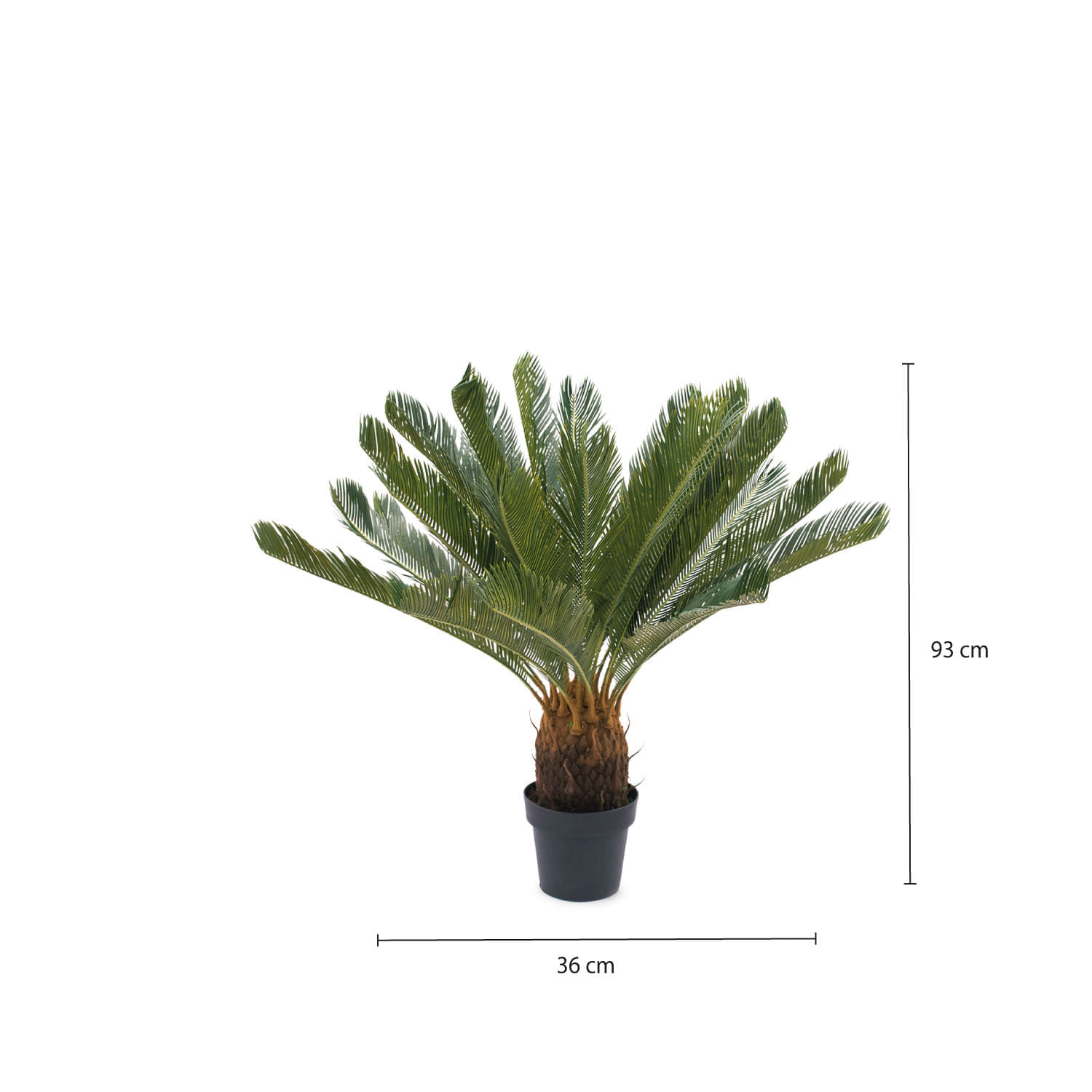 Palmera Cicacea img #3