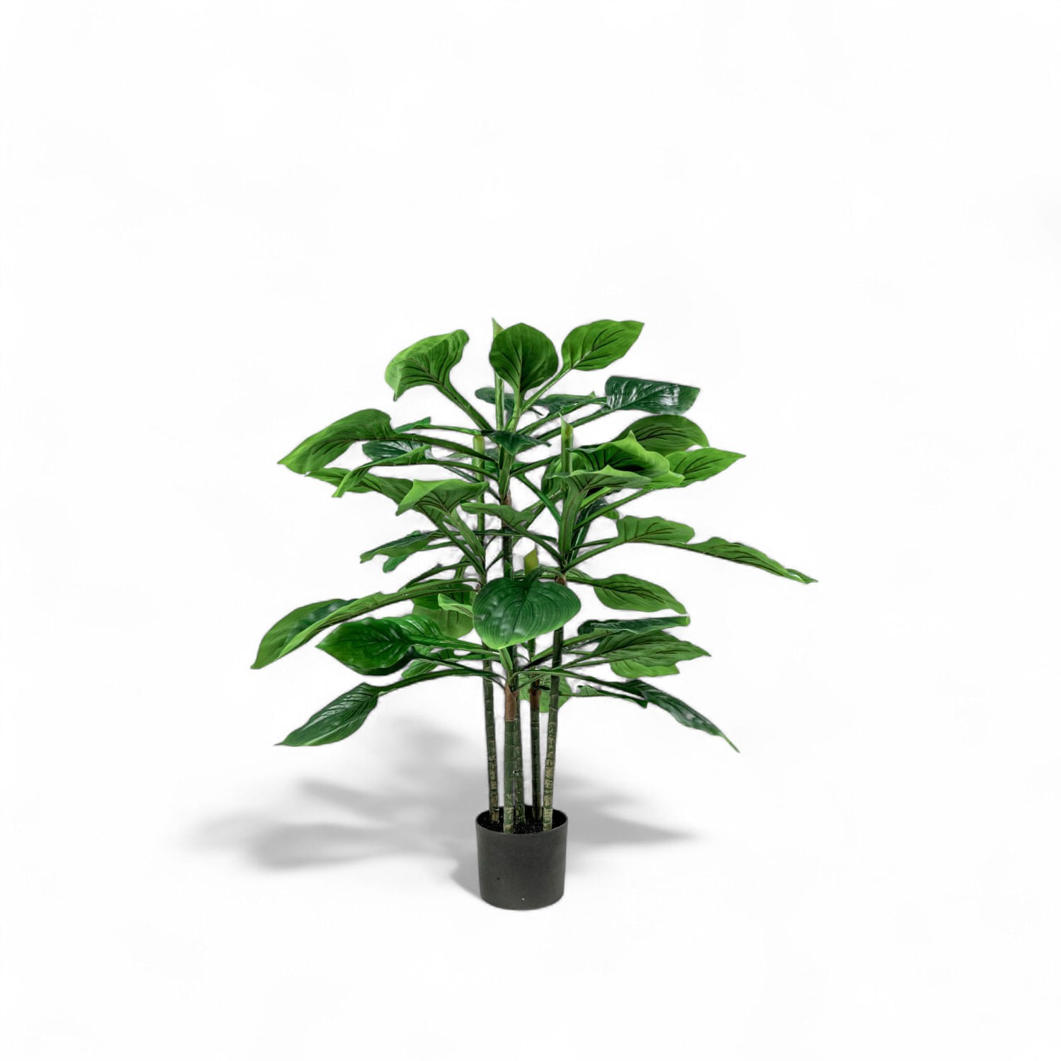 Hosta 90cm img #1