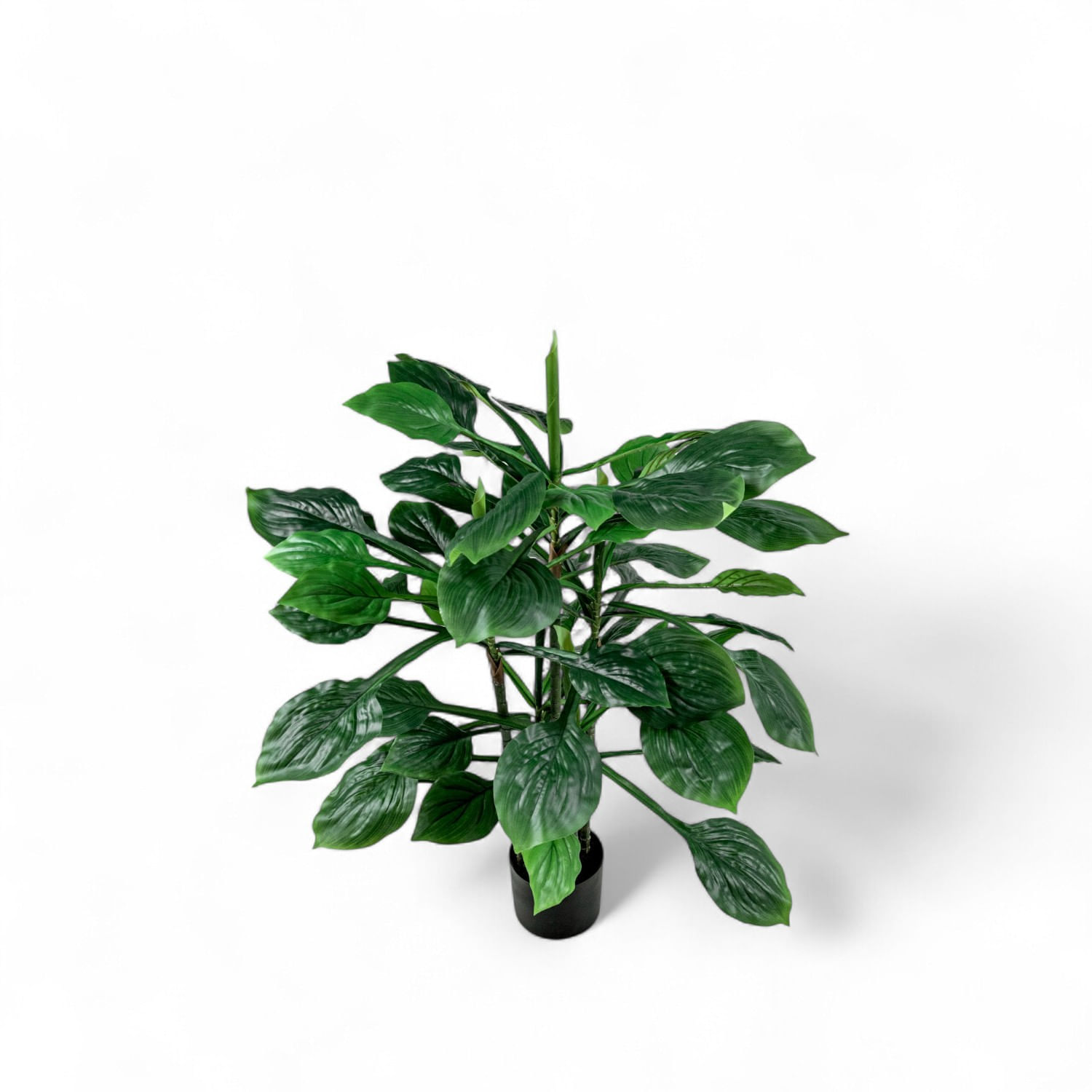 Hosta 90cm img #3