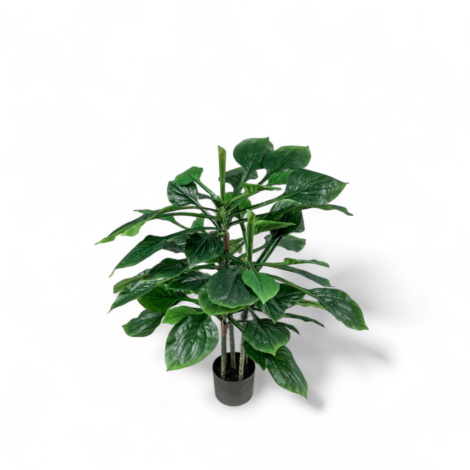 Hosta 90cm img #2