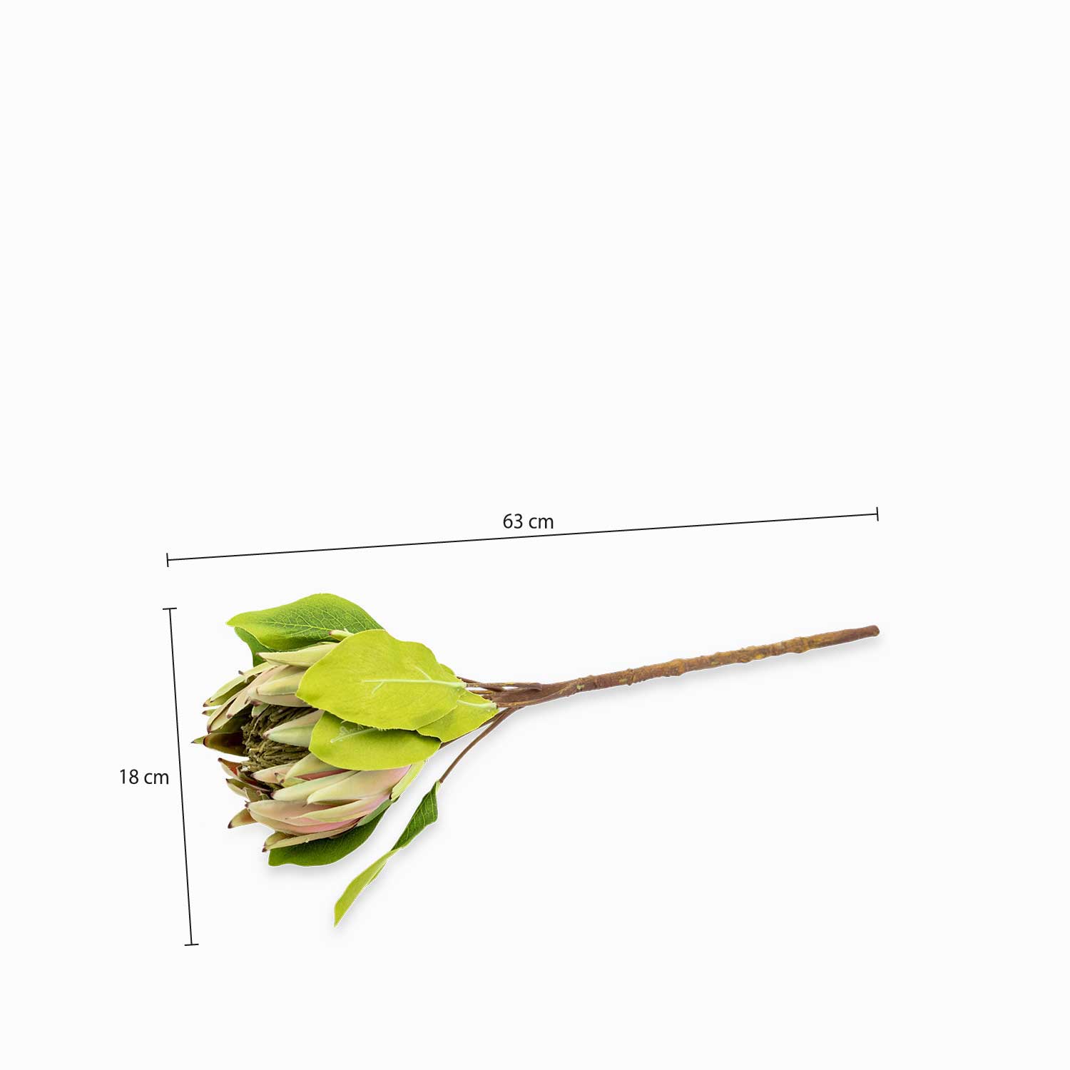 Flor Protea 63 cm img #3