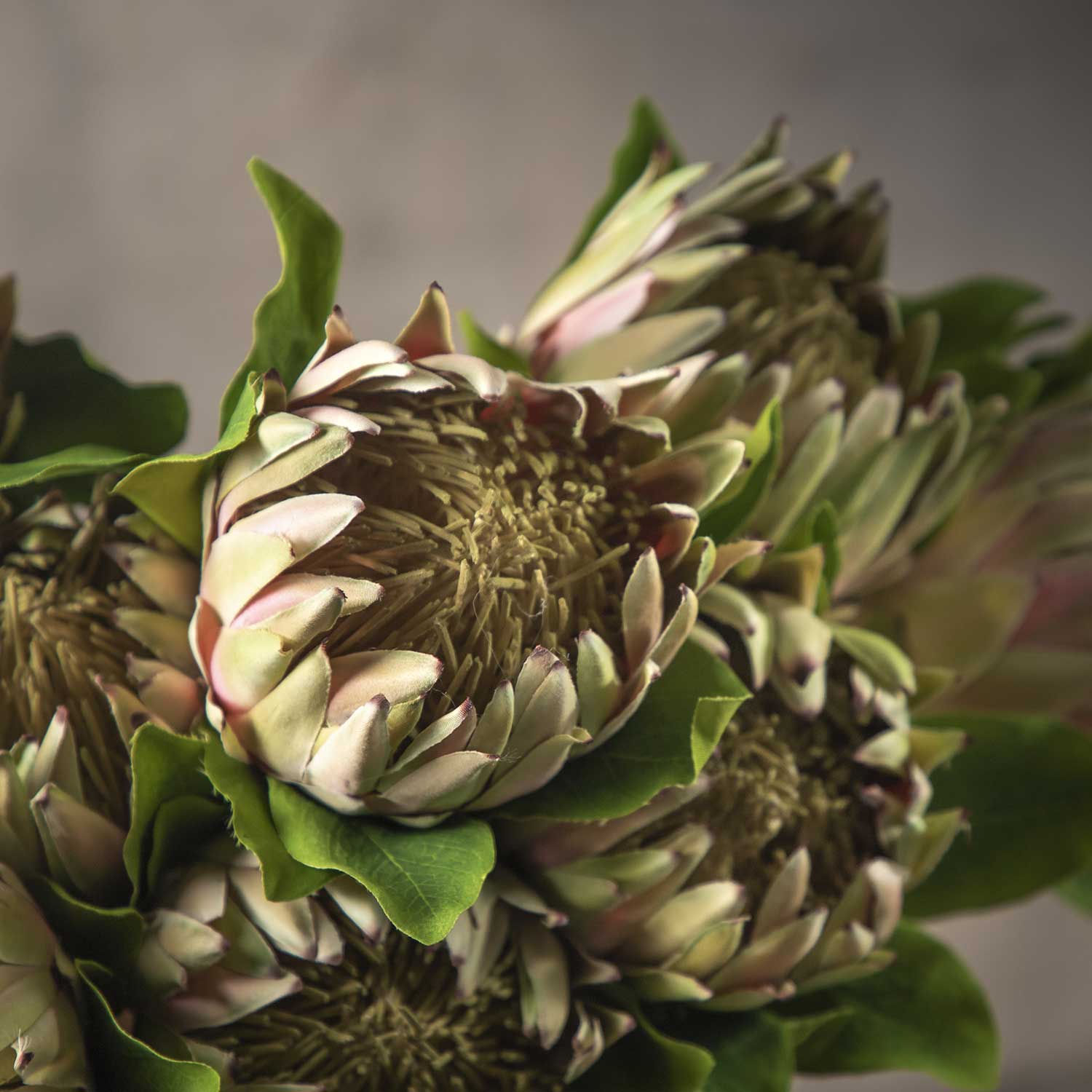 Flor Protea 63 cm img #4