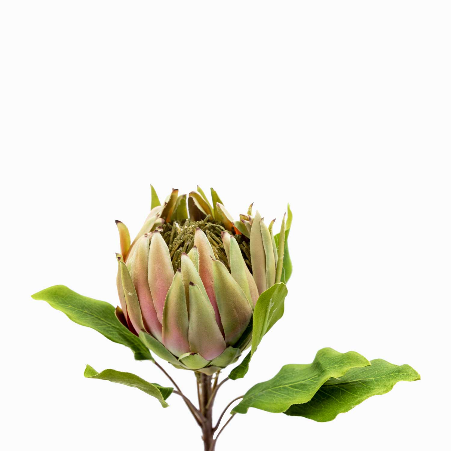 Flor Protea 63 cm img #1